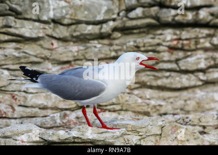 Red-billed Gull an der Küste von Kaikoura Halbinsel, Südinsel, Neuseeland. Dieser Vogel ist in Neuseeland. Stockfoto