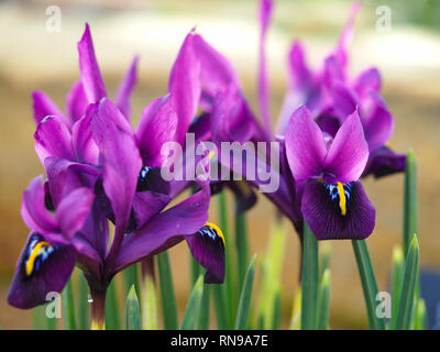 Nahaufnahme der Miniatur Purple Iris, Sorte "George", Blüte im Frühjahr Stockfoto