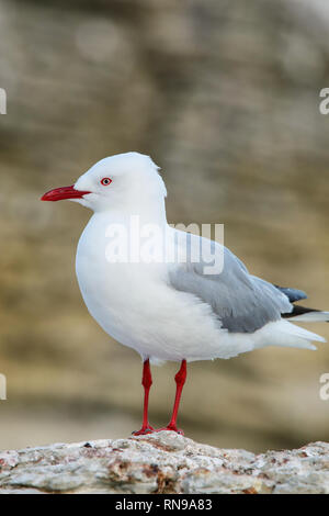 Red-billed Gull an der Küste von Kaikoura Halbinsel, Südinsel, Neuseeland. Dieser Vogel ist in Neuseeland. Stockfoto