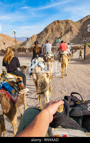 Eilat, Israel - 21. März 2017: Gruppe, Karawane der Kamele mit Touristen zu Fuß in einer Reihe in Eilat Wüste Stockfoto