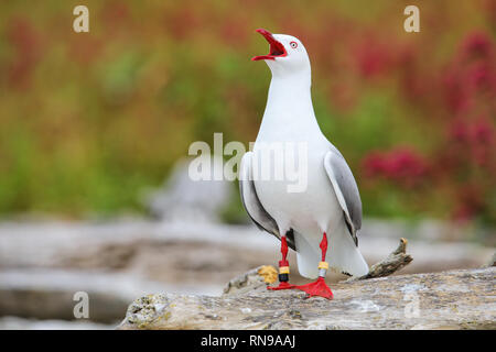 Red-billed Gull mit Bands auf die Beine, Kaikoura Halbinsel, Südinsel, Neuseeland. Dieser Vogel ist in Neuseeland. Stockfoto