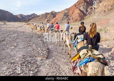 Eilat, Israel - 21. März 2017: Gruppe, Karawane der Kamele mit Touristen zu Fuß in einer Reihe in Eilat Wüste Stockfoto