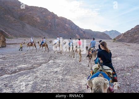 Eilat, Israel - 21. März 2017: Gruppe, Karawane der Kamele mit Touristen zu Fuß in einer Reihe in Eilat Wüste Stockfoto