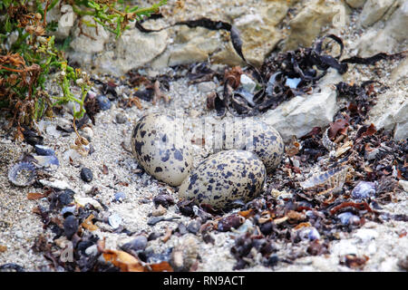 Mit Eier von Variable oystercatcher Nest, Kaikoura Halbinsel, Südinsel, Neuseeland. Er ist endemisch in Neuseeland Stockfoto