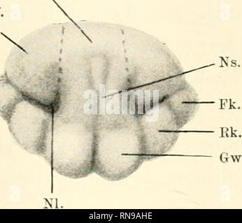 . Anatomische Hefte. Entwickelung des sekundären Gaumens einiger Säugetiere usw. 8&lt Sterben; breiten Muiuiöffiiüiig uiul ausgeschnitten wiid von dem früheren mittleren und seitlichen Nasen- und diMii Oherkieierfortsatze geliefert, 5/6 sterben Rüsselscheibe niir von den ersteren Nummern-oper stammt, so dass der Oberkieferfoilsatz sich gar nicht eine ihrer Bildung beteiligt. b. m. Nf. s. Nf. Bitte beachten Sie, dass diese Bilder aus gescannten Seite Bilder, die digital für die Lesbarkeit verbessert haben mögen - Färbung und Aussehen dieser Abbildungen können nicht genau mit dem ursprünglichen wor ähneln extrahiert werden Stockfoto