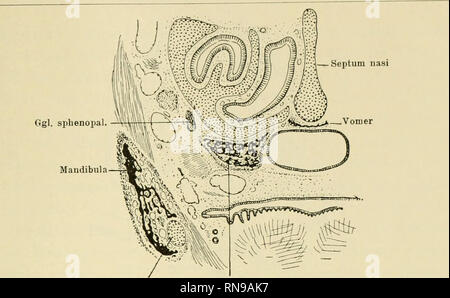 . Anatomische Hefte. Und säugerpterygoid Echidnapterygoid usw. 371. Warenkorb. Meckelii Palatinum Abb. 33. Talpa europaea. (Dieselbe Serie, wie Ihr Browser kann leider keine eingebetteten Frames anzeigen, Figg. 19 - 23.) die Anlagerung des Palatinums ein sterben Nasenkapsel, ausserhalb des sekundären Gaumens.. Bitte beachten Sie, dass diese Bilder sind von der gescannten Seite Bilder, die digital für die Lesbarkeit verbessert haben mögen - Färbung und Aussehen dieser Abbildungen können nicht perfekt dem Original ähneln. extrahiert. München [etc. ] J. F. Bergmann Stockfoto