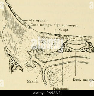 . Anatomische Hefte. Und säugerpterygoid Echidnapterygoid usw. 363. ssaL. nasophar. Abb. 31. Mus. Wie Abb. 27. Primärer Teil des Palatinums mehr aufgerichtet. '*S" S.??'-." • • • • 1 --: ftv-k: A-AJa Orbit. °gl-sphenopal. Palatinum. Bitte beachten Sie, dass diese Bilder sind von der gescannten Seite Bilder, die digital für die Lesbarkeit verbessert haben mögen - Färbung und Aussehen dieser Abbildungen können nicht perfekt dem Original ähneln. extrahiert. München [etc. ] J. F. Bergmann Stockfoto