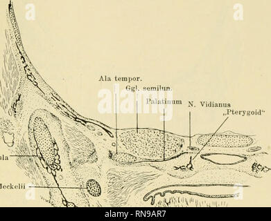 . Anatomische Hefte. Und säugerpterygoid Echidnapterygoid usw. 361 Mandibula Gart. Meckelii. Palatinum N vidianus "Lateralis" Bild. 27. Mus musculus, ganze Länge 43 mm. Hinterer Teil des Palatinum. Mandibula. Bitte beachten Sie, dass diese Bilder sind von der gescannten Seite Bilder, die digital für die Lesbarkeit verbessert haben mögen - Färbung und Aussehen dieser Abbildungen können nicht perfekt dem Original ähneln. extrahiert. München [etc. ] J. F. Bergmann Stockfoto