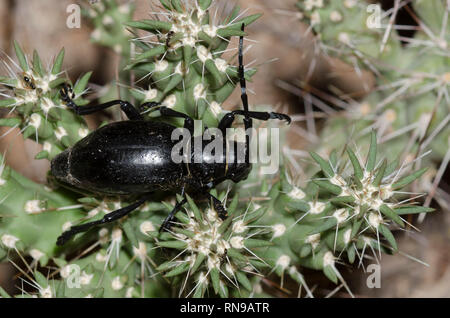 Cactus Longhorned Beetle, Moneilema gigas, auf cholla, Cylindropuntia sp. Stockfoto