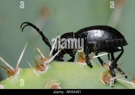 Cactus Longhorned Beetle, Moneilema gigas, Feigenkaktus, Opuntia sp. Stockfoto