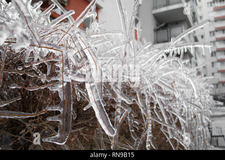 Nahaufnahme der Hecke bedeckt mit Eis, im Winter. Flache Tiefenschärfe Makro von gefrorenem roten/orangefarbenen dünnen Bush Filialen. Städtische Gebäude in der Stockfoto