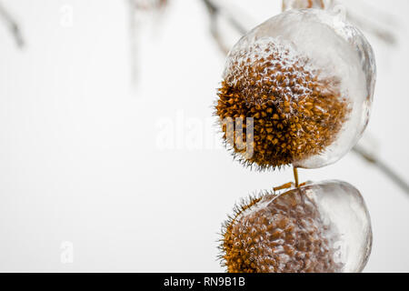 Nahaufnahme von Kastanie Muscheln bedeckt mit Eiszapfen. Makroaufnahme der Clear Ice rund um Kastanien nach einem gefrorenen regen Tag im Winter. Stockfoto