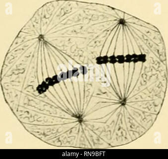 . Anatomische Hefte. Abb. 17. Abb. 18. S^*?*""" 1 Abb. 19.. Abb. 20. .--... Abb. 21.. Bitte beachten Sie, dass diese Bilder sind von der gescannten Seite Bilder, die digital für die Lesbarkeit verbessert haben mögen - Färbung und Aussehen dieser Abbildungen können nicht perfekt dem Original ähneln. extrahiert. München [etc. ] J. F. Bergmann Stockfoto