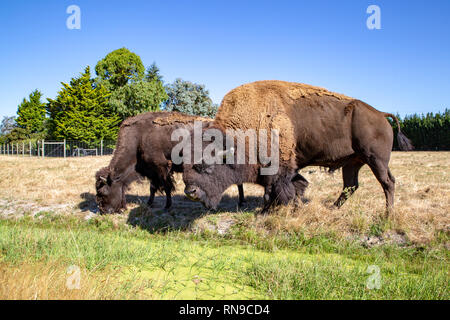 Amerikanischen Bisons grasen in ein Feld im Frühling, Canterbury, Neuseeland Stockfoto