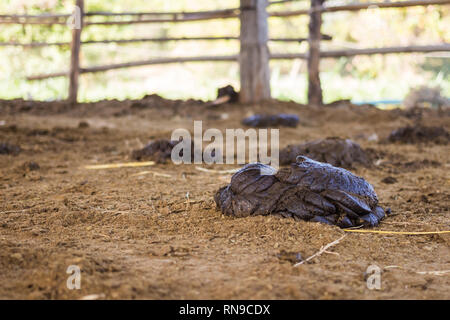 Penny von Kuh am Boden trocken im Freien. Stockfoto