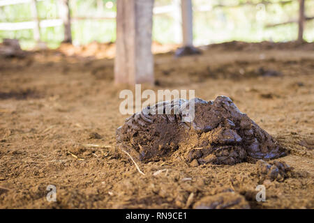 Penny von Kuh am Boden trocken im Freien. Stockfoto