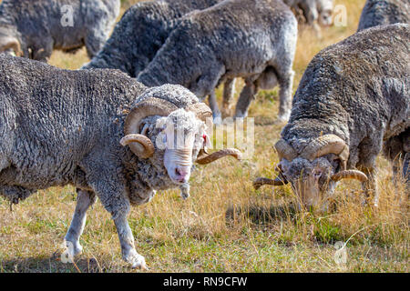 Eine Herde von Merinowolle rams Beweidung in einem trockenen Sommer Feld auf einem High Country Farm in South Canterbury, Neuseeland Stockfoto