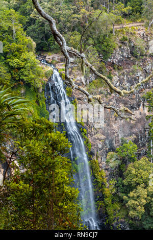 Morans fällt - schönen hohen Wasserfall in Lamington National Park, Queensland, Australien Stockfoto