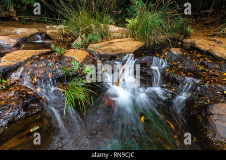 Kleiner Wasserfall closeup in einem sprudelnden Bach in gemäßigten Regenwald Stockfoto