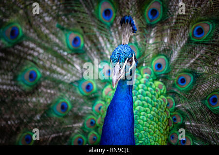 Closeup Portrait von ein Pfau mit aufgefächerten Schwanz im Hintergrund Stockfoto