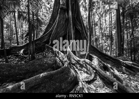 Riesigen Feigenbaum Wurzeln in einem Regenwald - Schwarz/Weiß-Bild Stockfoto