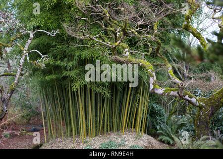 Hohe Bambus Pflanzen in einem Garten in Eugene, Oregon, USA. Stockfoto