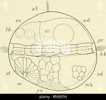 . Analyse der Entwicklung. Embryologie; Embryologie. 216 Embryogenese: vorbereitende Phasen der Zellen in einem bestimmten Spaltung gebildet, indem die Position der Spindel zu der Zeit ermittelt. Dies hat bewundernswert Dämon gewesen - gezeigt und durch die Herstellung der riesigen polkörper gebildet von Spaltungen, die während der Reifung Spindel gezogen wird und durch die Zentrifugalkraft vertriebenen (Conklin, '16; Clement, '35). Es gibt spezielle Ungleichheiten, die charakteristisch während der Spaltung pe auftreten, Zeitraum in bestimmten Eier, und unabhängig von der gleichen oder ungleichen Natur der ersten. Abb. 70. Normale Nerei Stockfoto