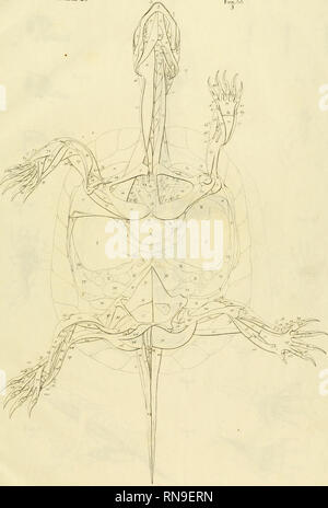 . Anatome testudinis Europaeae. Schildkröten - Anatomie. Ein^^^ XlJ.. Bitte beachten Sie, dass diese Bilder sind von der gescannten Seite Bilder, die digital für die Lesbarkeit verbessert haben mögen - Färbung und Aussehen dieser Abbildungen können nicht perfekt dem Original ähneln. extrahiert. Bojanus, Ludwig Heinrich, 1776-1827. Impensis Vilnae: auctoris, typis Josephi Zawadzki Stockfoto