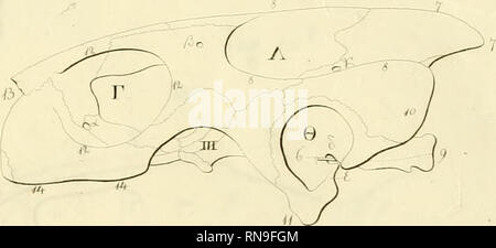 . Anatome testudinis Europaeae. Schildkröten - Anatomie. jir. Bitte beachten Sie, dass diese Bilder sind von der gescannten Seite Bilder, die digital für die Lesbarkeit verbessert haben mögen - Färbung und Aussehen dieser Abbildungen können nicht perfekt dem Original ähneln. extrahiert. Bojanus, Ludwig Heinrich, 1776-1827. Impensis Vilnae: auctoris, typis Josephi Zawadzki Stockfoto