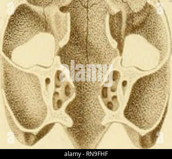 . Anatome testudinis Europaeae. Schildkröten - Anatomie. Wig-..^ ./. Bitte beachten Sie, dass diese Bilder sind von der gescannten Seite Bilder, die digital für die Lesbarkeit verbessert haben mögen - Färbung und Aussehen dieser Abbildungen können nicht perfekt dem Original ähneln. extrahiert. Bojanus, Ludwig Heinrich, 1776-1827. Impensis Vilnae: auctoris, typis Josephi Zawadzki Stockfoto