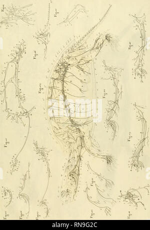. Anatome testudinis Europaeae. Schildkröten - Anatomie. TABULA. .111. Bitte beachten Sie, dass diese Bilder sind von der gescannten Seite Bilder, die digital für die Lesbarkeit verbessert haben mögen - Färbung und Aussehen dieser Abbildungen können nicht perfekt dem Original ähneln. extrahiert. Bojanus, Ludwig Heinrich, 1776-1827. Impensis Vilnae: auctoris, typis Josephi Zawadzki Stockfoto