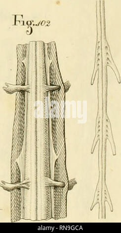 . Anatome testudinis Europaeae. Schildkröten - Anatomie. . Bitte beachten Sie, dass diese Bilder sind von der gescannten Seite Bilder, die digital für die Lesbarkeit verbessert haben mögen - Färbung und Aussehen dieser Abbildungen können nicht perfekt dem Original ähneln. extrahiert. Bojanus, Ludwig Heinrich, 1776-1827. Impensis Vilnae: auctoris, typis Josephi Zawadzki Stockfoto