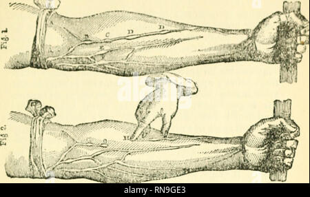 . Eine anatomische Abhandlung über die Bewegung des Herzens&amp; Blut in den Tieren. Blut - Zirkulation; Physiologie. V. Bitte beachten Sie, dass diese Bilder sind von der gescannten Seite Bilder, die digital für die Lesbarkeit verbessert haben mögen - Färbung und Aussehen dieser Abbildungen können nicht perfekt dem Original ähneln. extrahiert. Harvey, William, 1578-1657. London: Dent Stockfoto