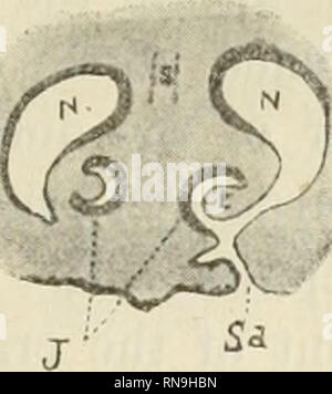 . Anatomischer Anzeiger. Anatomie, Vergleichende; Anatomie, Vergleichende. 165 Abb. 1. Abb. 2.. Abb. 3.. Bitte beachten Sie, dass diese Bilder sind von der gescannten Seite Bilder, die digital für die Lesbarkeit verbessert haben mögen - Färbung und Aussehen dieser Abbildungen können nicht perfekt dem Original ähneln. extrahiert. Anatomische Gesellschaft. Jena: G. Fischer Stockfoto