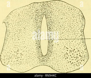 . Anatomischer Anzeiger. Anatomie, Vergleichende; Anatomie, Vergleichende. 60 rechte Seite, und bald verschwindet. Aus der Mitte des Wolff'schen Körper bis zum Ende des Embryos, das Kabel ist völlig normal (Abb. 6).. Abb. 6. C.S. normale Kabel nach dem Verschwinden von sekundären Kanälen. Das rückenmark von diesen anormalen Küken präsentiert eine Reihe von sekundären neuronalen Kanäle, oder richtiger Vesikel, die erscheinen und verschwinden wieder und wieder. Keine dieser Kanäle offen ineinander, und keiner von ihnen laufen in der Zentrale Kanal. Sie sind alle mit der gleichen Art von Zellen, die den zentralen Kanal gesäumt. Th Stockfoto