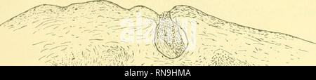 . Anatomischer Anzeiger. Anatomie, Vergleichende; Anatomie, Vergleichende. 59 in eine kleine Vertiefung in die Haut (Abb. gebildet. 5). Der Kanal ist fast so groß wie der zentrale Kanal, der liegt fast am ventralen Rand der Kabel. Der zentrale Kanal ist nirgendwo ausgelöscht, und an dieser Stelle ist. -? X''. Bitte beachten Sie, dass diese Bilder sind von der gescannten Seite Bilder, die digital für die Lesbarkeit verbessert haben mögen - Färbung und Aussehen dieser Abbildungen können nicht perfekt dem Original ähneln. extrahiert. Anatomische Gesellschaft. Jena: G. Fischer Stockfoto