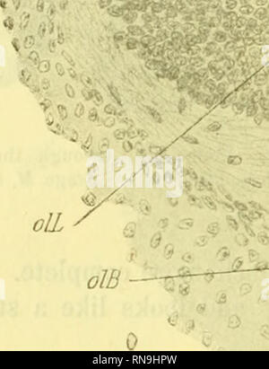 . Anatomischer Anzeiger. Anatomie, Vergleichende; Anatomie, Vergleichende. 206 Die Oberen Teil, die das charakteristische Aussehen eines Ganglion hat, mit dem riechorgan. Von den Zellen der Ganglienzellen viel Nerv-Fasern gesehen zeichnen sich ab und läuft entlang der Seiten der olfaktorischen lobe, inter-secting seine Zellen. Die histologische Erscheinungsbild der Orgel selbst ist jetzt, dass für ein olfaktorisches Membran, mit dem charakteristischen langgestreckten Zellen. .; ^^m^^^^^^^^-jß. I J Abb. 6. Lange. sek. durch 01. O. von Torpedo Ocellata. Stadium 0,-S. 120/1. Da ich keine Embryonen zu einem späteren Zeitpunkt zur Verfügung steht, habe ich Stockfoto