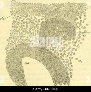 . Anatomischer Anzeiger. Anatomie, Vergleichende; Anatomie, Vergleichende. Abb. 4. Lange. sek. durch den Kopf eines Emb. von Torpedo Ocellata. Stufe M, halb nachschauen. 60/1. §^oW. Abb. 5. Teil des letzten Abbildung mehr sehr vergrößert. 250/1.. Bitte beachten Sie, dass diese Bilder sind von der gescannten Seite Bilder, die digital für die Lesbarkeit verbessert haben mögen - Färbung und Aussehen dieser Abbildungen können nicht perfekt dem Original ähneln. extrahiert. Anatomische Gesellschaft. Jena: G. Fischer Stockfoto