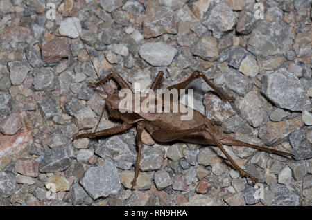 Shield-backed Katydid, Atlanticus sp., Weiblich Stockfoto