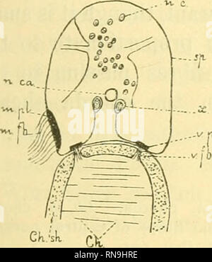 . Anatomischer Anzeiger. Anatomie, Vergleichende; Anatomie, Vergleichende. 283 System zu ihrem Eingang in die chorda Ummantelung. Sagittale Abschnitte zeigen jedoch, dass große Zellen im zentralen Nervensystem liegen, Latero-ventral der neuronalen Canal zu Fasern, die in Gruppen in Abständen entsprechend der Öffnungen in der chorda Mantel vereinen geben. Auf diese Zellen die Fasern nehmen eine Richtung fast direkt Ven- und kurz vor der Oberfläche des Rückenmarks, drehen Sie seitlich auf die Öffnungen in der chorda Ummantelung (Abb. 1). Außerdem, wenn, wie leicht geschieht, das Rückenmark ist t Stockfoto