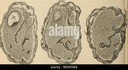 . Anatomischer Anzeiger. Anatomie, Vergleichende. Abb. 1.. Abb. 2a. Abb. 2 b Abb. 2c. Bitte beachten Sie, dass diese Bilder sind von der gescannten Seite Bilder, die digital für die Lesbarkeit verbessert haben mögen - Färbung und Aussehen dieser Abbildungen können nicht perfekt dem Original ähneln. extrahiert. Anatomische Gesellschaft. Jena: G. Fischer Stockfoto