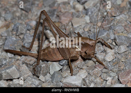 Shield-backed Katydid, Atlanticus sp., Weiblich Stockfoto