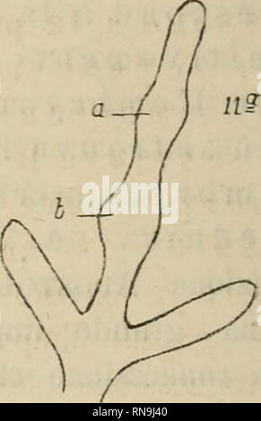 . Anatomischer Anzeiger. Anatomie, Vergleichende; Anatomie, Vergleichende. Abb. 9a Sist. acquifero quasi al Completo. vp Inizio delle vescicole di Poli.ch chiusura del Cerchio acquifero. cp Canale petroso arcuato. r vaso radiale, b Tenta-colo brachiale, sein Zelt, boccale. In ciascuno Vi e un corpuscolo ealcareo. Abb. Ha Vaso brachiale con i rigonfiamenti (a e b), da cui si originano Altri tentacoli. primitivement, se dirigeaient int6rieurement, Peuvent^ ä un moment Donne, Prendre leur Disposition endgültig." Lo nicht so in der Quali condizioni 1' Apostolides abbia fatto Le osservazioni Sue, ma Ho t Stockfoto