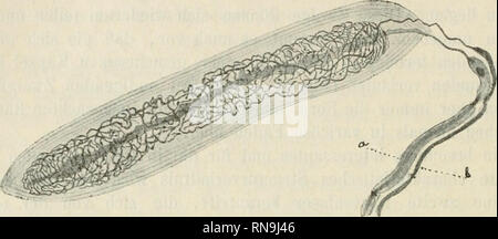 . Anatomischer Anzeiger. Anatomie, Vergleichende; Anatomie, Vergleichende. 46 Mann den periaxialen Fadenapparat der Zauberstab des Innenkolbens un-unmittelbar 08/035, 5/6 der Breite gezackte Axncylinder in der Ax des Innenkolbens Balatonfüred. Zwischen Nummern-oper sieht man sterben Kern-haltige körnige Substanz, sterben den Innenkolben ausfüllt. - In der Höhle mehr complicirten Endkapseln, in denen sterben Axnfaser sich teilt und Abb. 1.. Abb. 2. .^m^. Bitte beachten Sie, dass diese Bilder aus gescannten Seite Bilder, die digital für die Lesbarkeit verbessert haben mögen - Färbung und Aussehen dieser Abbildungen extrahiert werden Stockfoto
