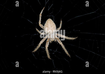 Orb Weaver, Neoscona sp beschmutzt. Stockfoto