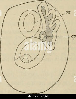 . Anatomischer Anzeiger. Anatomie, Vergleichende; Anatomie, Vergleichende. Abb. 3 "Stadio di Poco pifi avanzato del precedenta-dal Lato ventrale, ein vescicola acquifera Forex da un solco. vp Vesc. vaso-peritoneale. Abb. 4a Stadio successivo-dal Lato dorsale, va vescicola acquifera prossima ad essere Forex i.e. 5 Lobi. cp Canale petroso. Nella Abb. 6 Ho rappresentato di fianco una Larve e cio Pro mostrare non solo La vescicola acquifera si spinge su 1' esofago pro Cir-condarlo, ma Pro weit vedere gli Assi di simmetria Che in Esso passano e sui Quali si definitiva modelera la forma dell'anima kommen Stockfoto