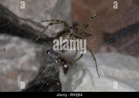 Funnelweb Spider, Familie Agelenidae, die Erfassung der Räuber fliegen, Familie Asilidae Stockfoto