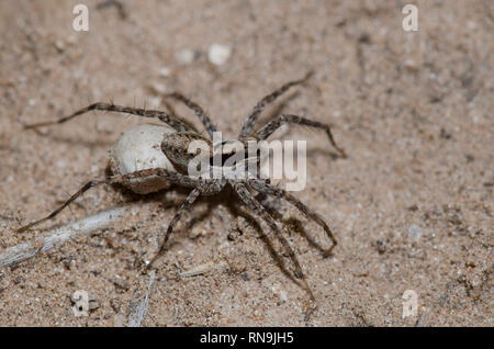 Thinlegged Wolf Spider, Pardosa sp., Weibchen mit Ei Fall Stockfoto