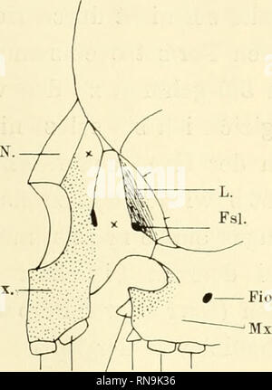 . Anatomische Hefte. Der Zwischenkiefer, Entsteh, u. Verlauf d. Hasenschartenkieferspalte usw. 583 Zwischenkiefers dem Oberkiefer 035/02. Da sterben Spalte dicht bin Eckzahnalveolus Balatonfüred, kann ich nicht sicher sagen, ob hier das laterale Zwischenkieferstück verschmolzen ist oder ich bin x.. Bitte beachten Sie, dass diese Bilder sind von der gescannten Seite Bilder, die digital für die Lesbarkeit verbessert haben mögen - Färbung und Aussehen dieser Abbildungen können nicht perfekt dem Original ähneln. extrahiert. München [etc. ] J. F. Bergmann Stockfoto