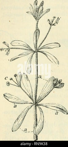 . Végétales physiologie Anatomie et à l'usage des étudiants en sciences naturelles des universités, des élèves à l'Institut agronomique, des écoles d'Landwirtschaft usw. Anlage Anatomie; Pflanzenphysiologie. 302 l-A KIUII. LF. comme Le Rosier (Abb. 408, E, a) cl Le Trèfle, où Elles sind allongées en laiigiieLle cl en partie concrescenlcs avec Le pétiole. Dans le Pois cultivé ((ig. 438, c), Elles acquièrent un Énorme - dévelop compensent pement et par Là, au point de vue de Tassimilalion, La réduction en Vrille des Trois ou cinq Fiederblätter terminales{h); dans la Gesse apliaca (Abb. 418), les feuilles Sohn Stockfoto